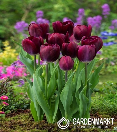 Tulip Triumph Kansas Proud 5 pcs