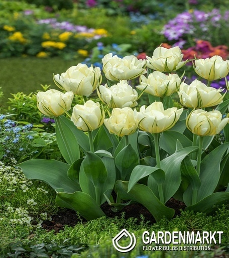 Tulip Sweet Valley 5 pcs