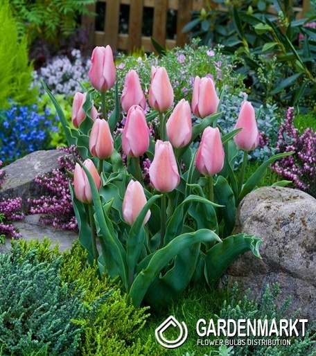 Tulip Triumph Synaeda Amor 5 pcs