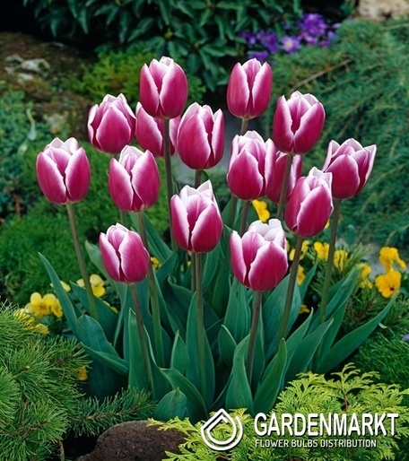 Tulip Triumph Synaeda-Blue 5 pcs