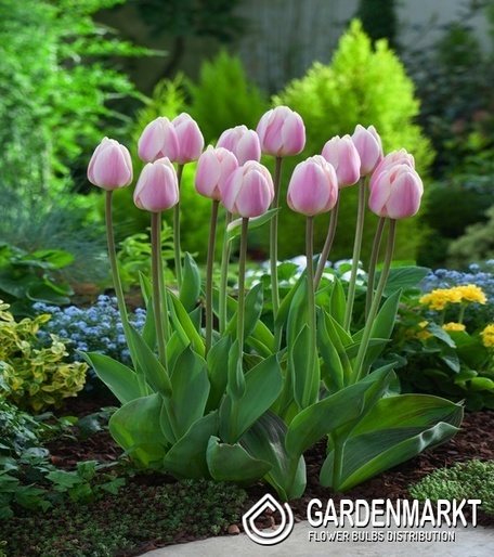 Tulip Triumph Synaeda-Blue 5 pcs