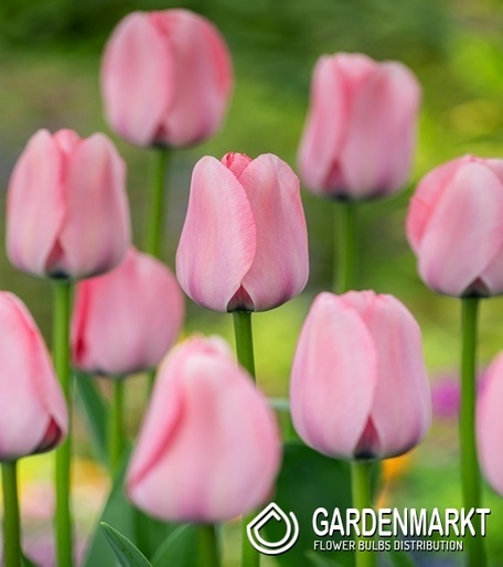 Tulip Triumph Synaeda-Blue 5 pcs