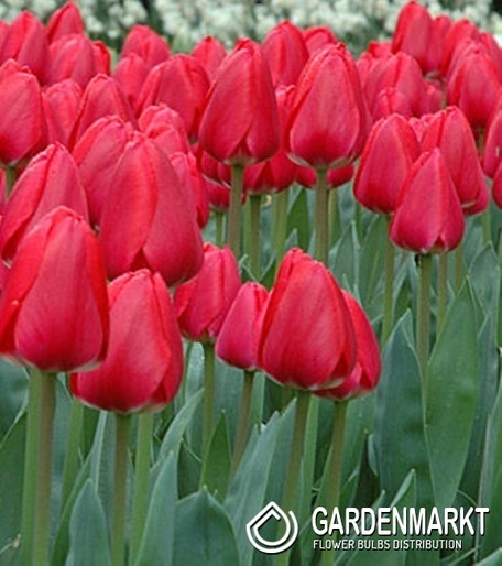Tulip Triumph Synaeda-Blue 5 pcs