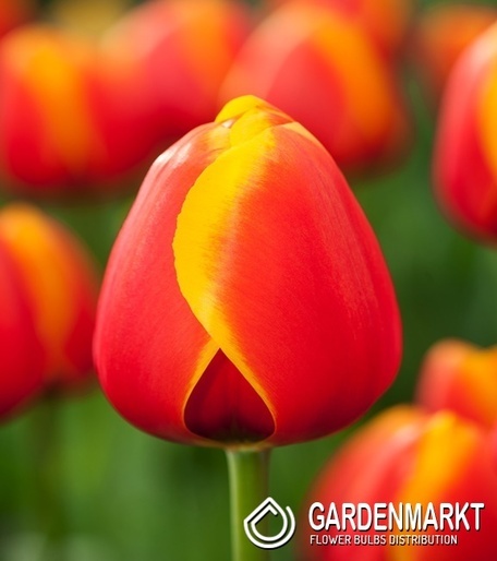 Tulip Triumph Synaeda-Blue 5 pcs