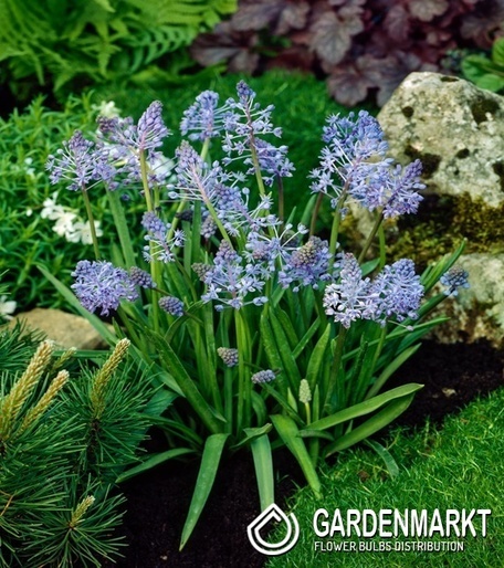 Scilla Sibirica White 5 pcs