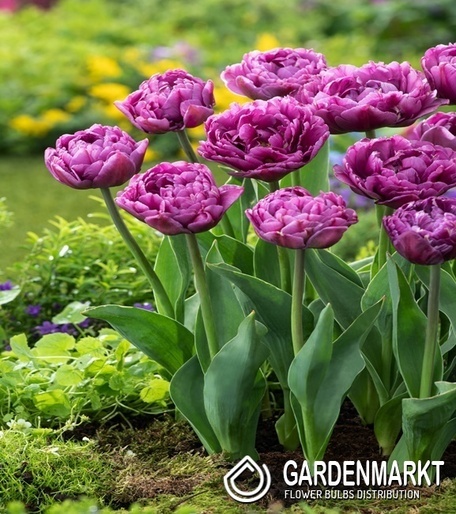 Tulip Triumph Synaeda-Blue 5 pcs