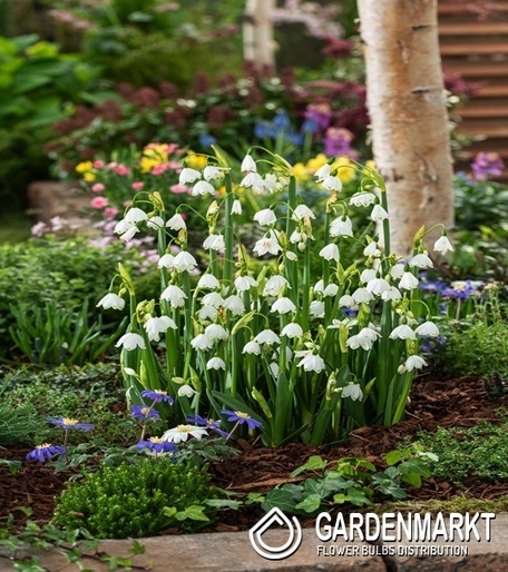 Leucojum Aestivum Summer Snowflake 5 pcs