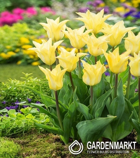 Tulip Triumph Synaeda-Blue 5 pcs