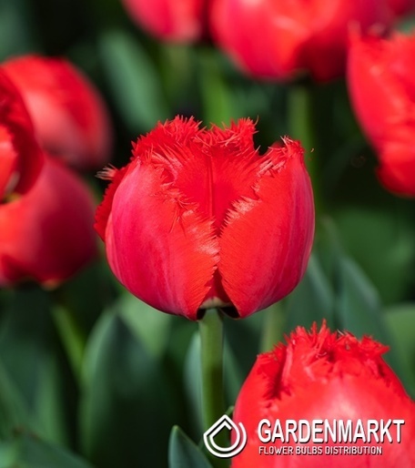Tulip Triumph Synaeda-Blue 5 pcs