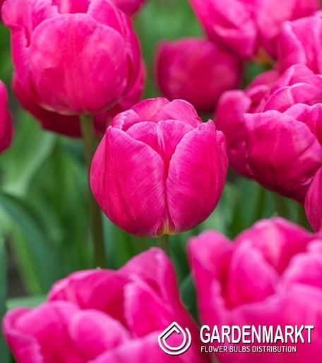 Tulip Triumph Synaeda-Blue 5 pcs