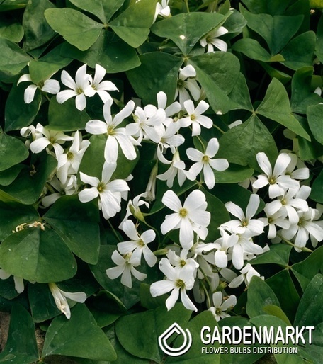 Oxalis Double Trouble 3 pcs