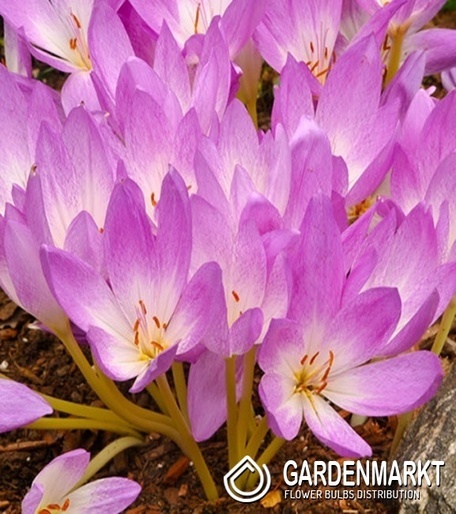Colchicum Atumnale Album 1 pcs