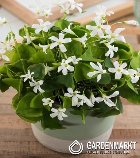 Oxalis Double Trouble 3 pcs