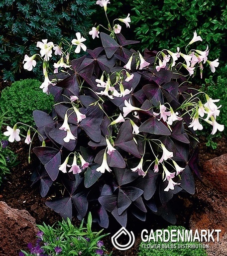 Oxalis Double Trouble 3 pcs