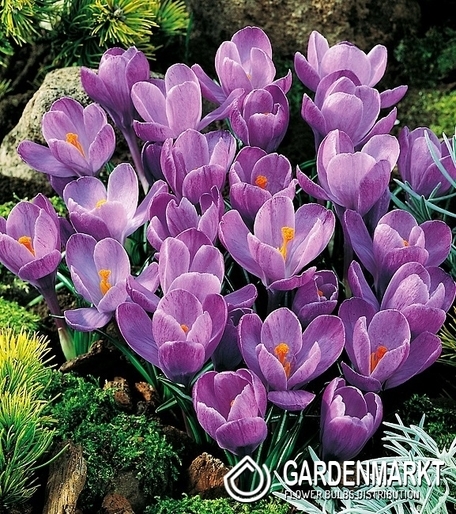 Spring Crocus Grand Maitre XXL 10 pcs