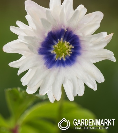 Anemone Admiral 10 pcs