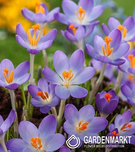 Spring Crocus Pulchellus10 pcs