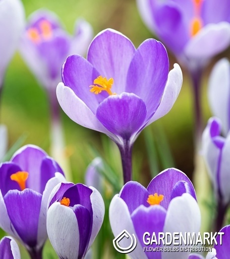 Spring Crocus Pulchellus10 pcs