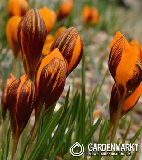 Spring Crocus Pulchellus10 pcs