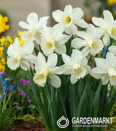 Narcissus skype 5 pcs