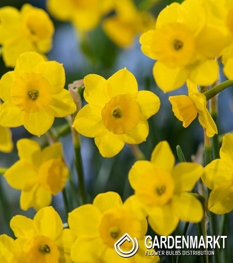 Narcissus Bright Corsage 5 pcs