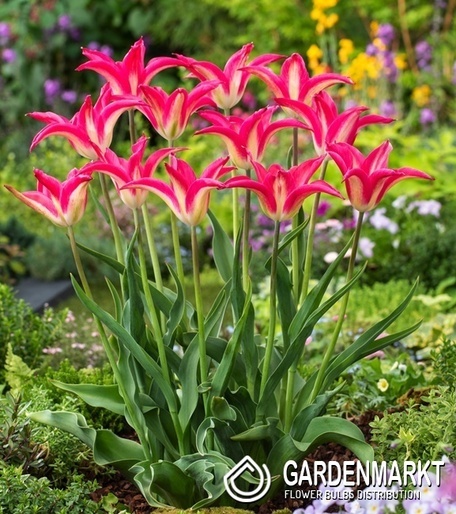 Tulip Triumph Synaeda-Blue 5 pcs