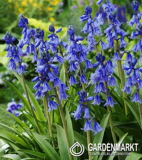 Chionodoxa Luciliae - Śnieżnik Lśniący Violet Beauty 10 pcs