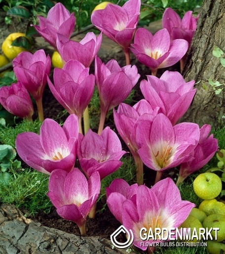 Colchicum Atumnale Album 1 pcs