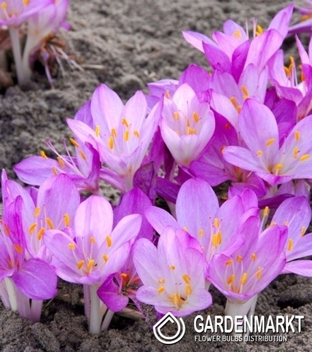 Colchicum Atumnale Album 1 pcs