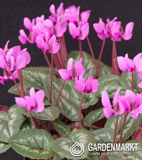 Cyclamen - Cyklamen Persicum Fiołek Alpejski 1 pcs.