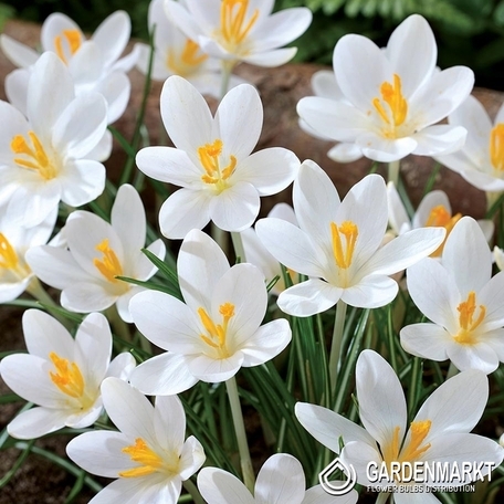 Spring Crocus Barr's Purple 10 pcs