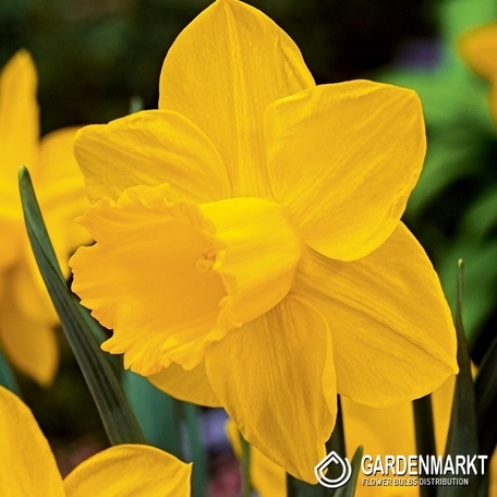 Narcissus Kedron 5 pcs