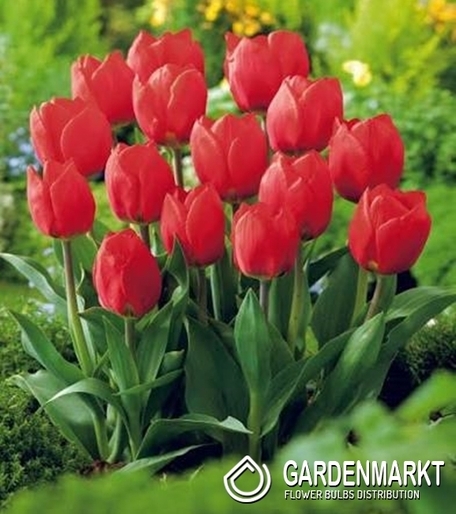 Tulip Fostera Flaming Purissima 5 pcs