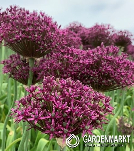 Allium - Czosnek Miami 5 pcs