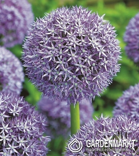 Allium - Czosnek Miami 5 pcs