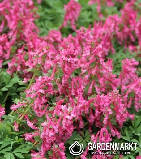 Corydalis - Kokorycz Beth Evans 5 pcs.