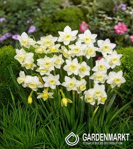 Narcissus Botanic Minnow 5 pcs