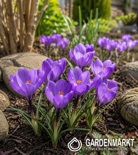 Spring Crocus Grand Maitre 10 pcs