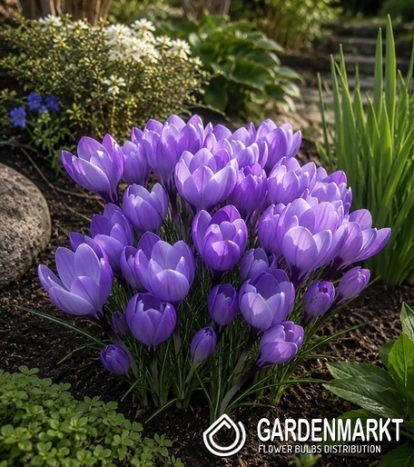 Spring Crocus Grand Maitre 10 pcs