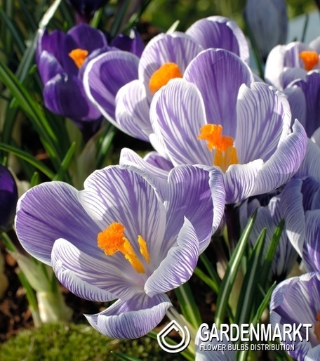 Spring Crocus Grand Maitre 10 pcs