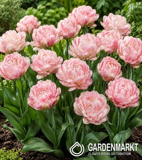 Tulip Double Peach Blossom 5 pcs