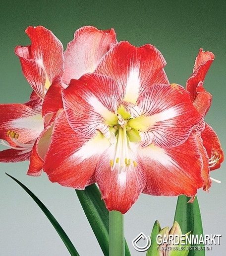 Hippeastrum Amaryllis Minerva 1 pcs