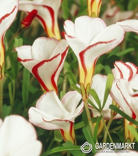 Oxalis Versicolor (Candy Cane Sorrel) 1 pcs
