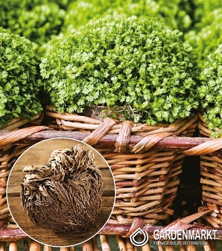 Selaginella Rose Jerycho 1 pcs
