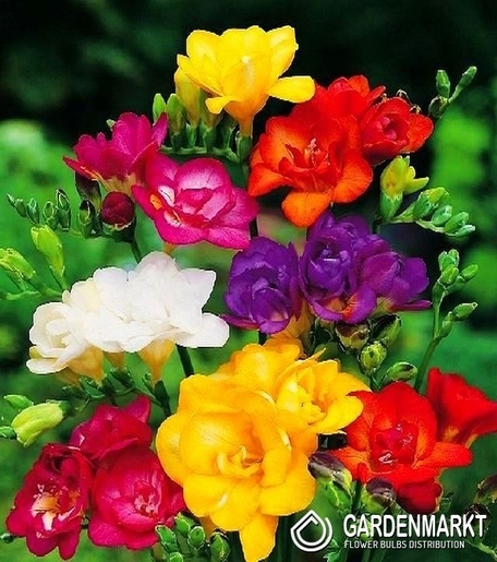 Double Freesia Mix 50 pcs
