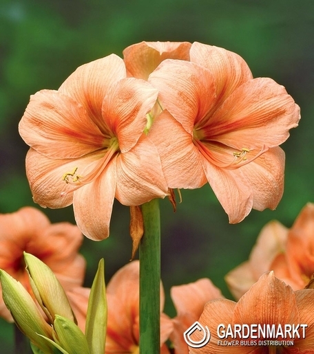 Hippeastrum Amaryllis Rilona 1 pcs