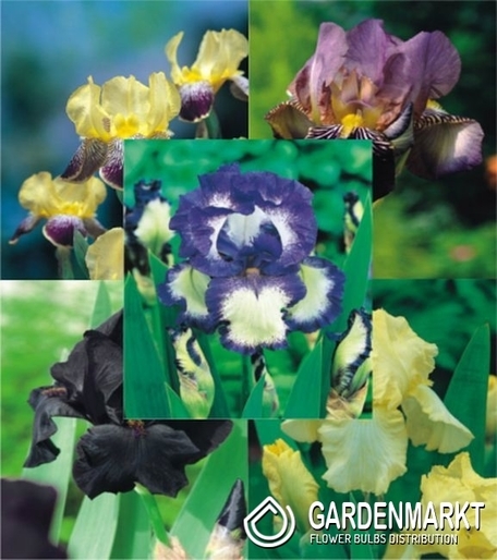 Iris Germanica Pack &quot;2&quot; I Size