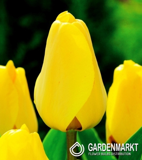 Tulip Darwin Golden Apeldorn 5 pcs