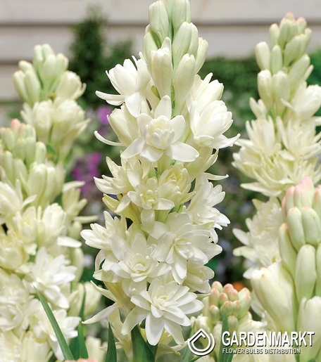 Polianthes Tuberosa 1 pcs