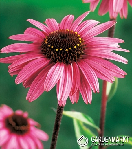 Echinacea Coneflower Purple 1 pcs